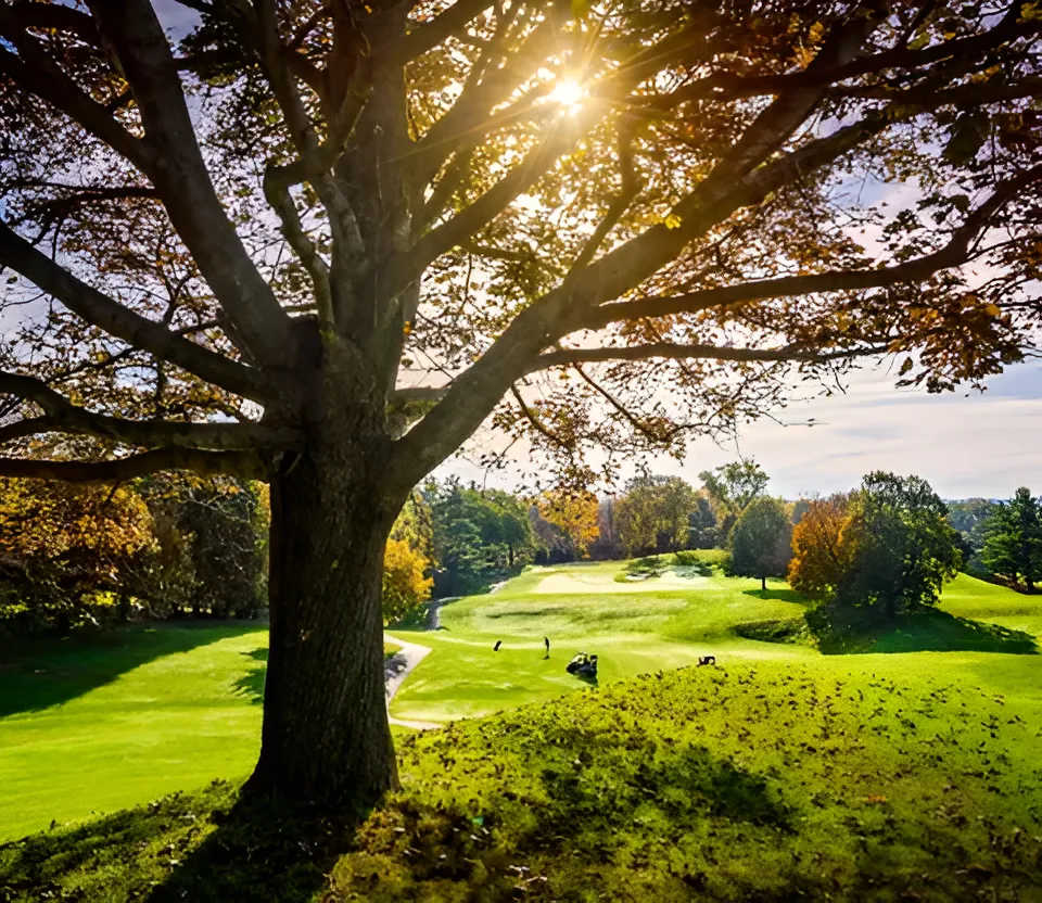 A scenic view of a golf course fairway from beneath a large, leafy tree, with bright sunlight filtering through the branches and casting shadows over the vibrant green grass